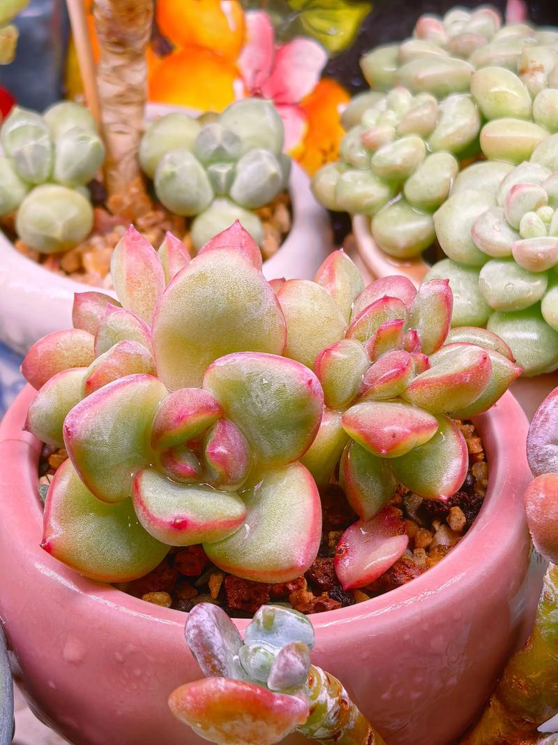 植物租摆