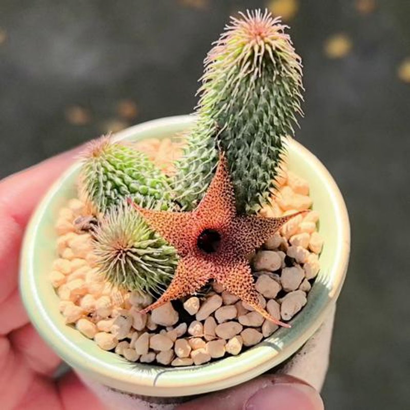 昆明鲜花选购指南：尽享花香之美