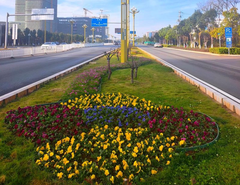 绿化苗木行业动态：打造城市绿肺的绿色使者